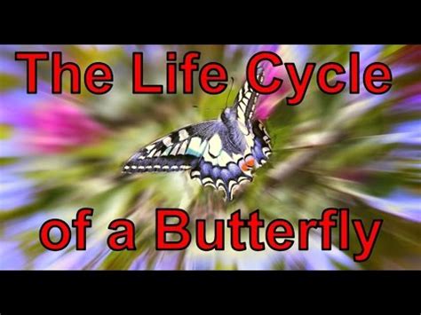 Caterpillars readying for pupation often wander from their host plants, in search of a safe place for the next stage of their lives. The Life Cycle of a Butterfly Song | Silly School Songs ...