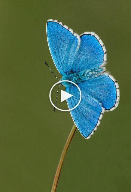 Adonis Blue ~ Polyommatus bellargus | Alas de mariposa, Mariposa azul, Mariposa tatuaje