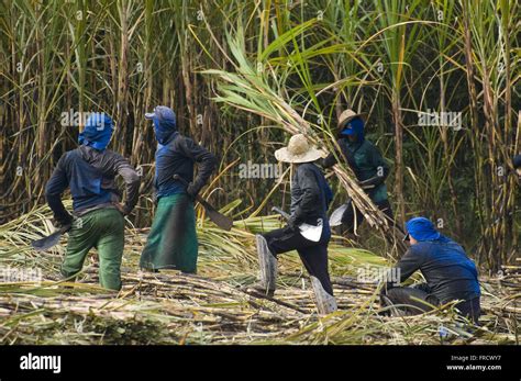 Manual Harvesting Of Sugar Cane Stock Photo 100472715 Alamy