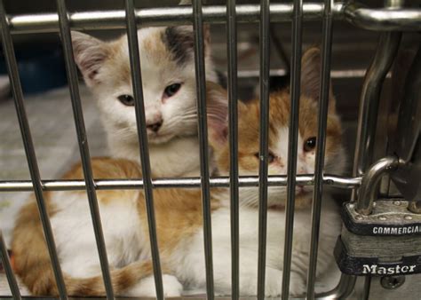 25 Facts About Animal Shelters In America Stacker