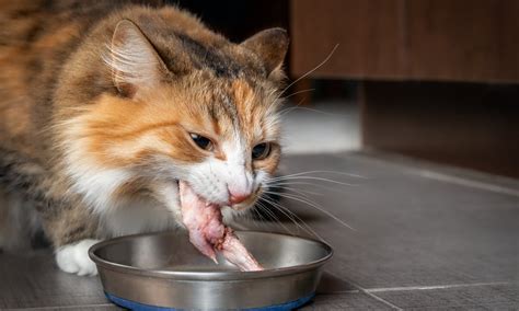 5 Reasons Why Animals Can Eat Raw Meat, But Humans Can’t