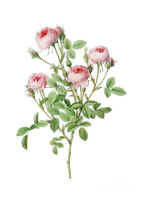 Vintage Burgundian Rose Botanical Illustration On Pure White Mixed Media By Holy Rock Design