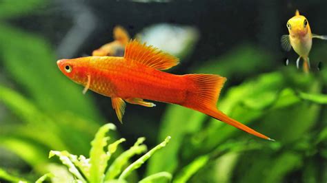 10 Beautiful Red Freshwater Fish Perfect For Aquariums A Z Animals