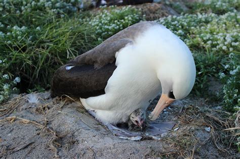 Worlds Oldest Wild Bird Gives Birth At Age 63 Earth Earthsky