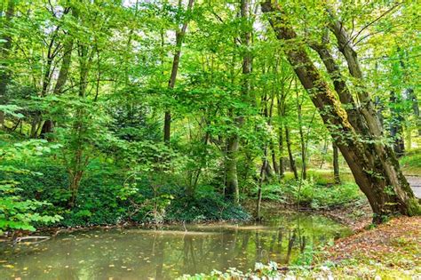 Premium Photo Lush Green Swamp Ecology Green Swamp In The Forest