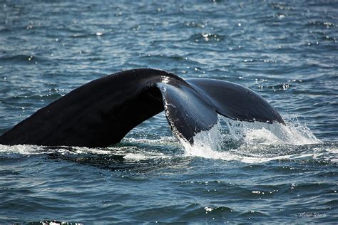 Humpback whales are a cosmopolitan species, found in most of the world's oceans. Humpback Whale Tail Cape Cod Massachusetts Photograph by ...
