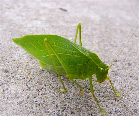 A leaf or a bug leaf | Green leaf Insect ( WV 2006) during h… | Flickr