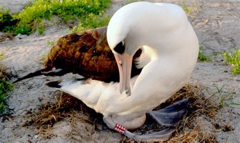 now that s monogamy world s oldest wild bird lays 36th egg at the age of 63 with the same