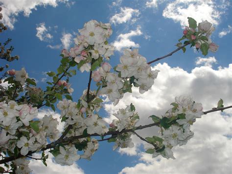 Free Images Tree Branch Plant Sky Sunshine Sun White Flower