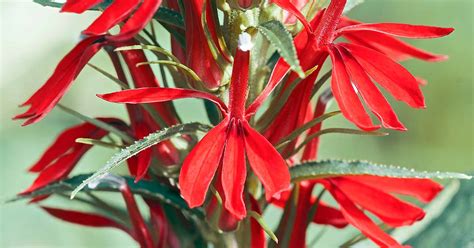 How To Grow And Care For Cardinal Flowers Lobelia Cardinalis