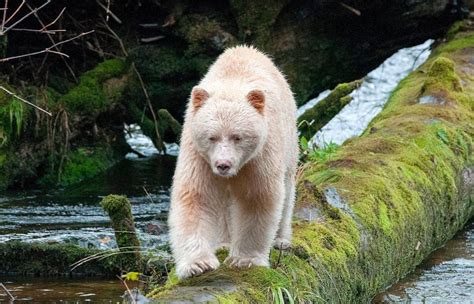 What Is Known As A Spirit Bear They Are Black Bears With A Special