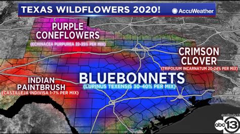 Heres When Bluebonnets Will Start Popping Up In Texas Abc13 Houston