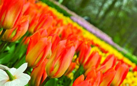 Download high quality flower pictures for your mobile, desktop or website. See Holland in full bloom - Holland.com