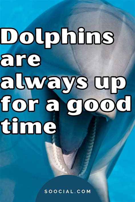 588 Dolphin Captions To Bring Out Your Playful Side Soocial