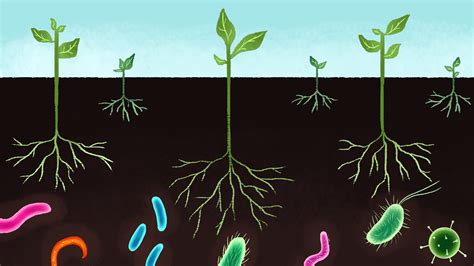 The Secret To Richer Carbon Capturing Soil Treat Your Microbes Well
