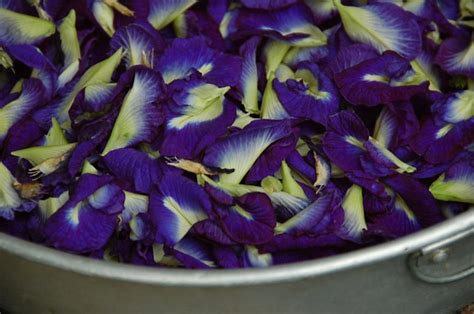 Sebab, ekstrak dari biji bunga telang, mengandung flavonol glikosida. bunga telang | lilian aka 5xmom | Flickr