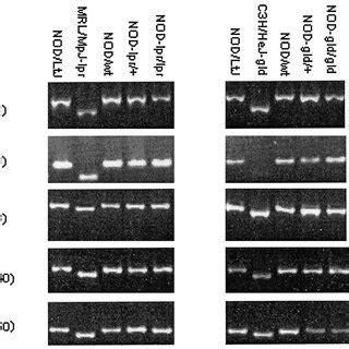 The Iddm Susceptibility Idd Genes In Nod Wt Nod Lpr Nod Lpr Lpr