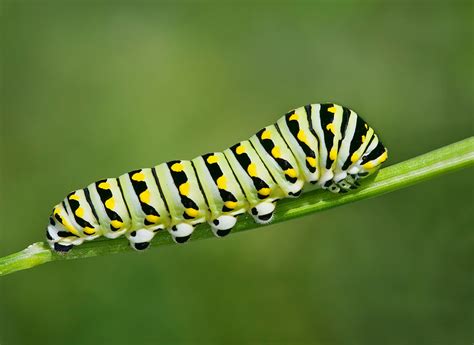 Stunning Before And After Photos Of Butterfly And Moth Transformations