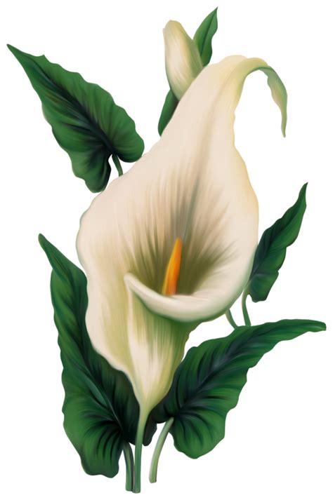 Calla Lily PNG Picture Flower Painting Flower Art Watercolor Flowers