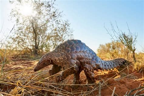 Pangolins are found in tropical asia and africa and are 30 to 90 cm (1 to 3 feet) long exclusive of the tail. The Pangolin Edition - Bellingham Safaris