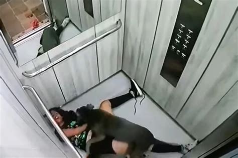 pitbull attack elevator 2 blacksportsonline