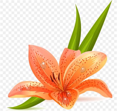 Lilium Bulbiferum Tiger Lily Arum Lily Easter Lily PNG 755x778px