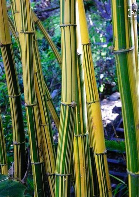 Yellow Green Bamboo Seeds Privacy Garden Clumping Shade Screen Etsy