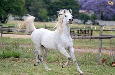صور خيول عربية أصيلة Photos Horses Arabian Horses