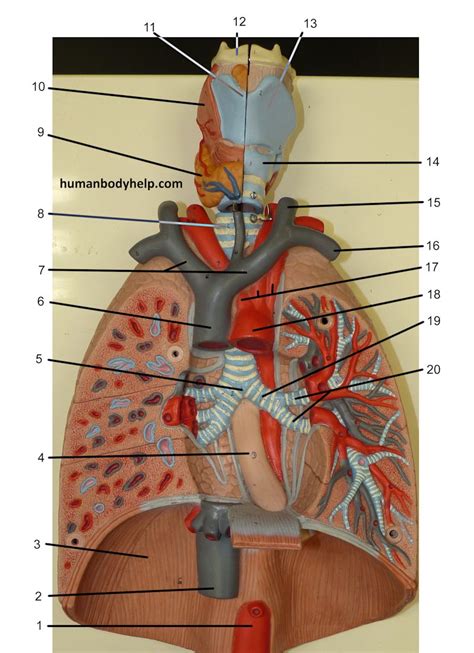 Lung Plaque Human Body Help