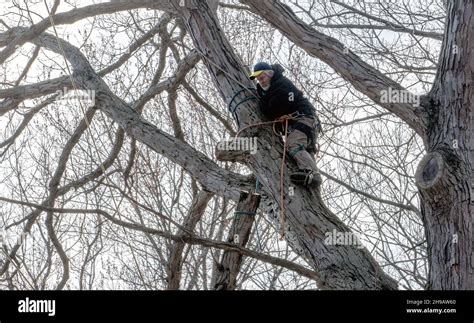A Tree Climber Carefully Cuts And Rope Down A Large Tree Branch In A