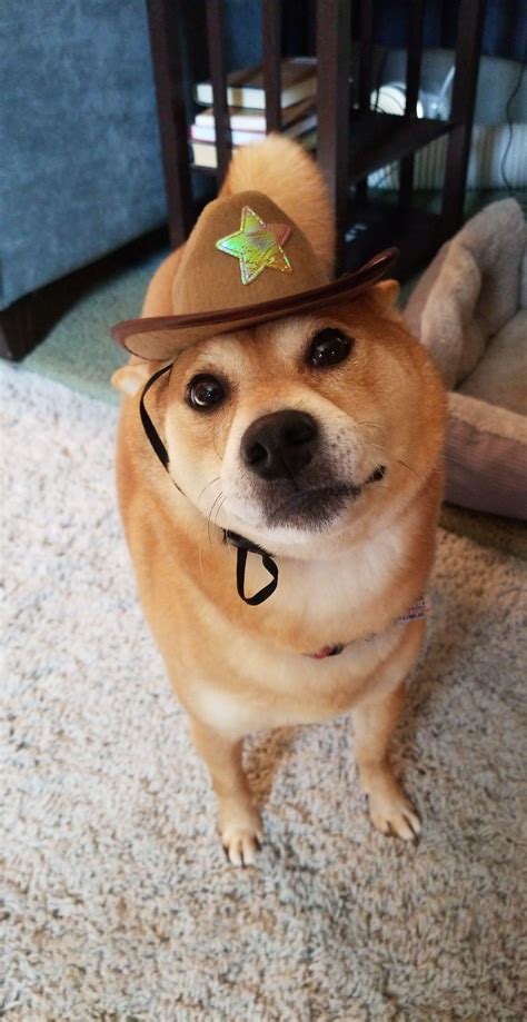 Sheriff Doge Rshiba
