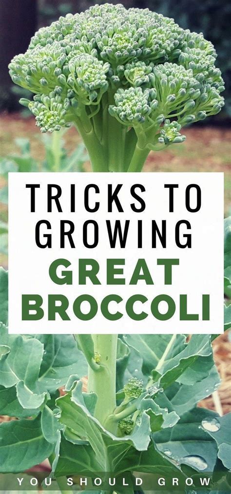Gardening For Beginners Growing Broccoli But Frustrated With Bitter