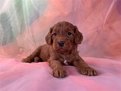 Dark Red Cockapoo Puppies For Sale Professional Breeders