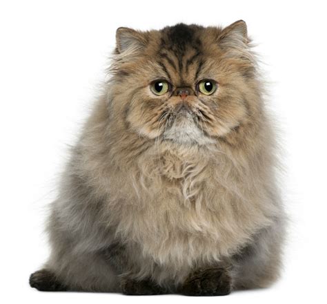Persian Cat Breed Information And Photos Thriftyfun