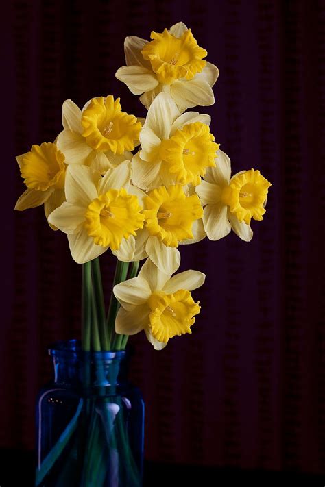 Daffodils Still Life Of Daffodils Beautiful Flowers Photos
