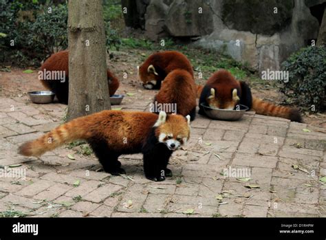 Red Pandas At The Chengdu Panda Research Base In China Stock Photo Alamy