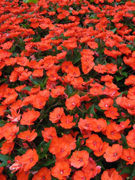 What role does extension play in. Impatiens 'SunPatiens Compact Electric Orange' (2013-AGA ...