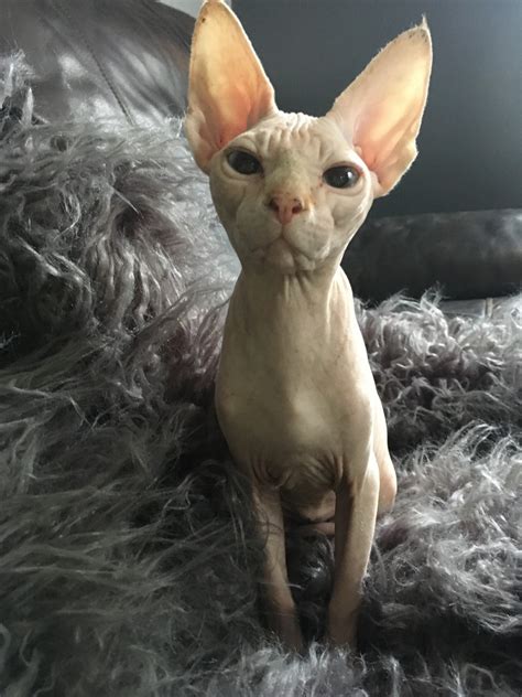 Sphynx Cats For Sale Bowie Md 284998 Petzlover