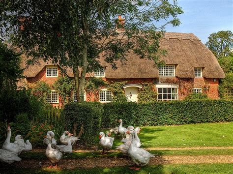 Thatched Cottage And Geese In The New Forest Hampshire English