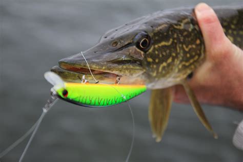 Best Pike Lures For Summer Catch A Toothy Monster Finns Fishing Tips