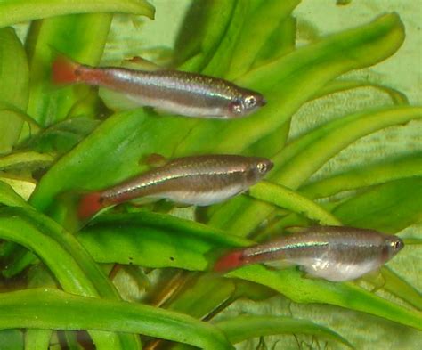 The white cloud mountain minnow (tanichthys albonubes) were first discovered at baiyun mountain, a few miles north of the central guangzhou, guangdong province, china. White Cloud Mountain Minnow - The Care, Feeding and ...