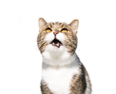 Cat Looking Up Meowing Stock Photo Image Of Tabby Feline 188991794
