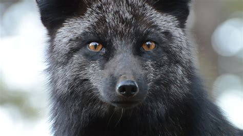 The Rare Beauty Of Black Foxes 45 Pics Bored Panda