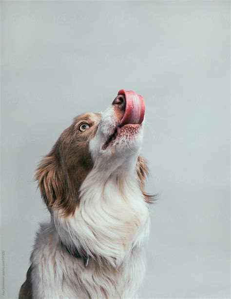 Portrait Of A Dog Trying To Lick His Nose By Stocksy Contributor