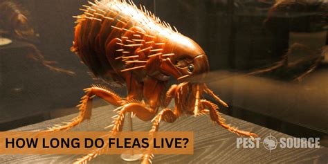 How Long Do Fleas Live Pest Source