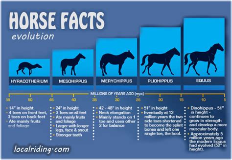 Horse Facts Evolution Of The Modern Horse Horse Facts Horses