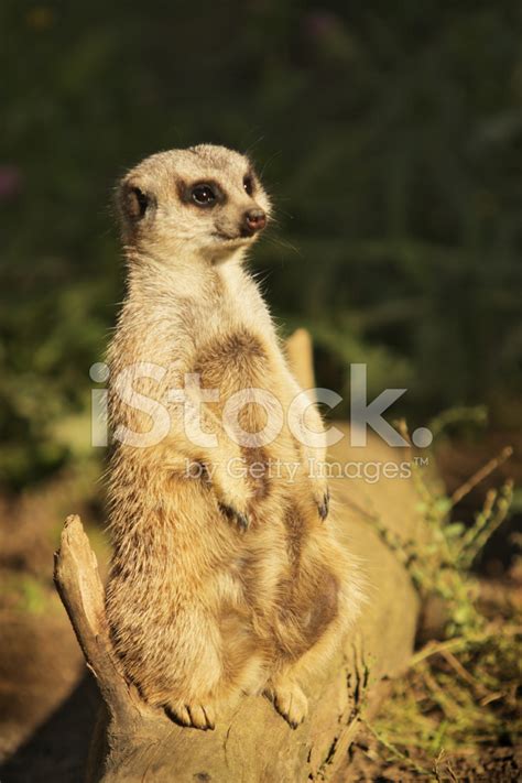 African Meerkat Suricata Suricatta Mongoose Stock Photo Royalty Free