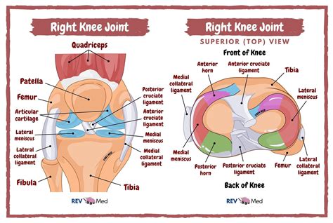 Knee Joint Anatomy Ligaments The Knee Joint Ligaments Grepmed Hot Sex