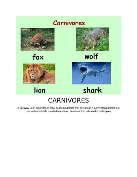 Animals Types Or Breed Carnivores A Carnivore Is An Organism In
