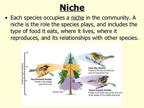 What Are Some Examples Of An Ecological Niche Socratic